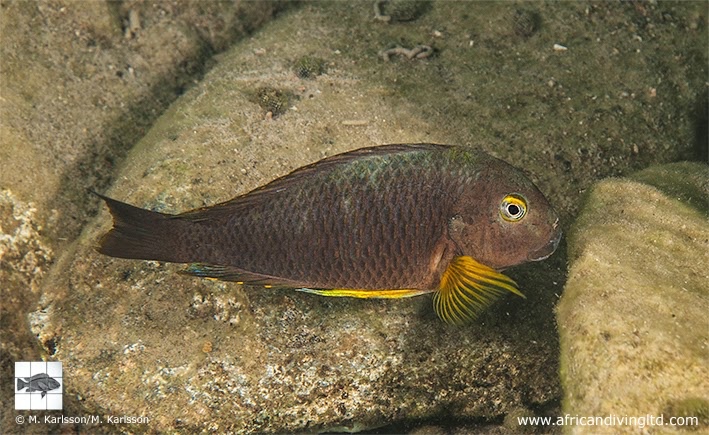 Tropheus sp. 'lukuga' Karilani Island